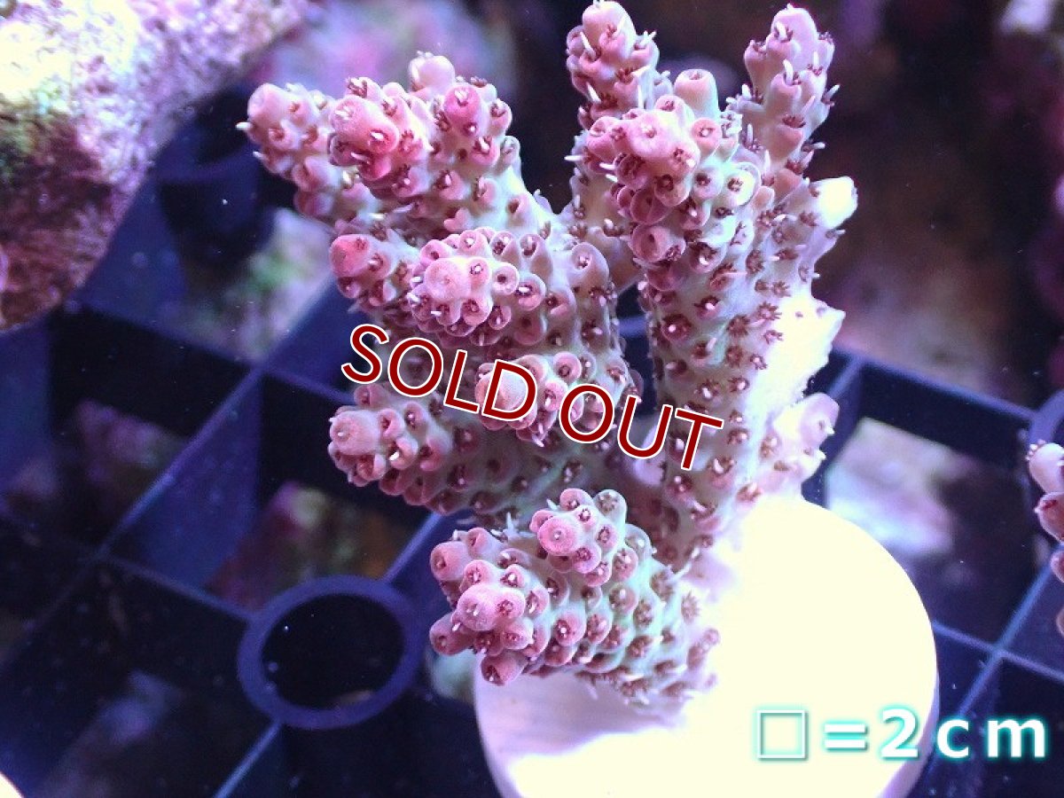 画像1: 【サンゴ】【通販】フラグ ミドリイシsp.【オーストラリア産/美カラー】（個体販売）No.9（生体）（サンゴ） (1)