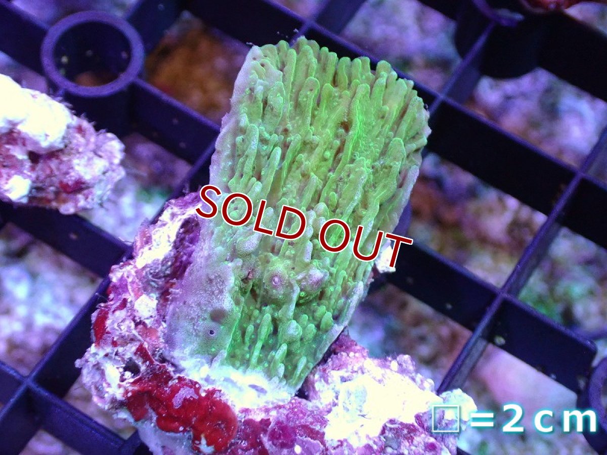 画像1: 【サンゴ】【通販】フラグ ウスコモンサンゴ(Green)（個体販売）No.1（生体）（サンゴ） (1)