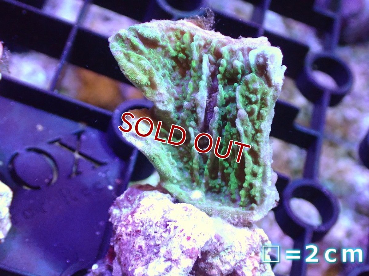 画像1: 【サンゴ】【通販】フラグ ウスコモンサンゴ(Green)（個体販売）No.2（生体）（サンゴ） (1)