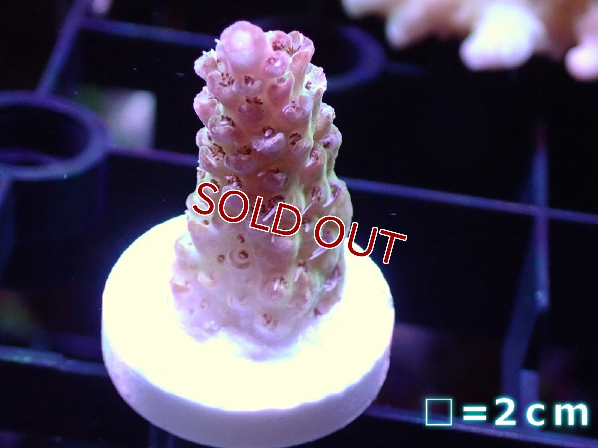 画像1: 【アーリーサマーセール20%OFF対象商品 サンゴ・イソギンチャク】【サンゴ】【通販】フラグ ミドリイシsp.【オーストラリア産/美カラー】（個体販売）No.9（生体）（サンゴ） (1)