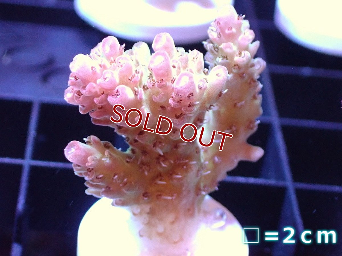 画像1: 【アーリーサマーセール20%OFF対象商品 サンゴ・イソギンチャク】【サンゴ】【通販】フラグ ミドリイシsp.【オーストラリア産/美カラー】（個体販売）No.12（生体）（サンゴ） (1)