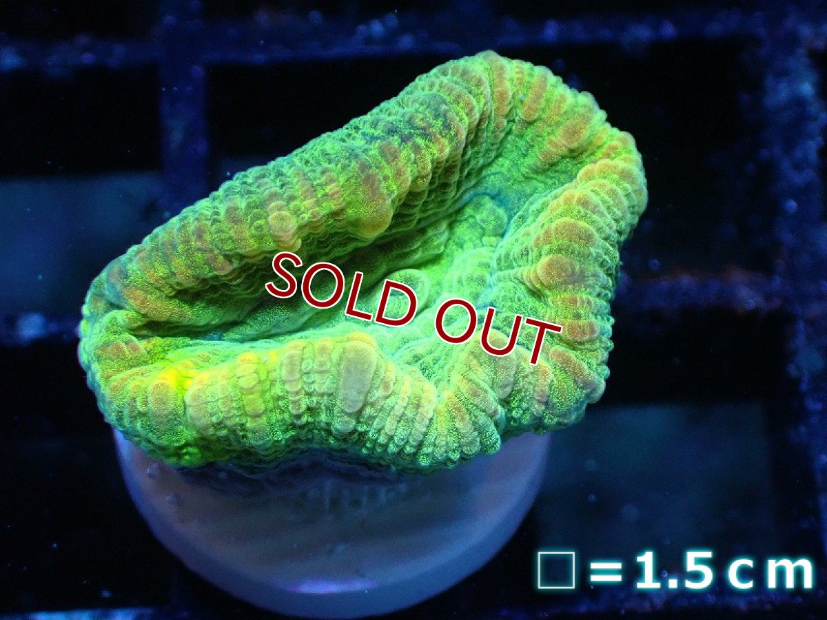 画像1: 【サンゴ】【通販】フラグ タバネサンゴ (メタリックグリーン）（個体販売）No.3（生体）（サンゴ） (1)