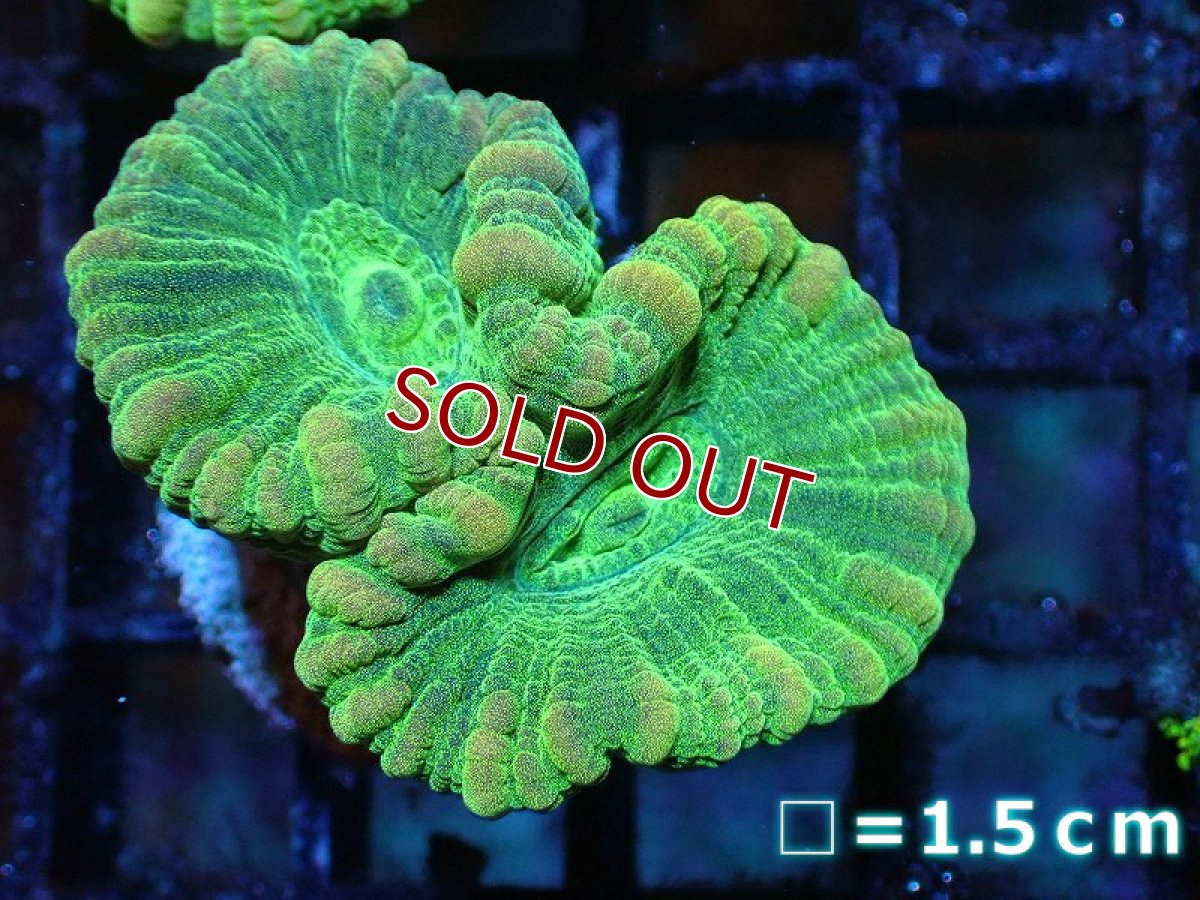 画像1: 【サンゴ】【通販】フラグ タバネサンゴ (メタリックグリーン）（個体販売）No.15（生体）（サンゴ） (1)