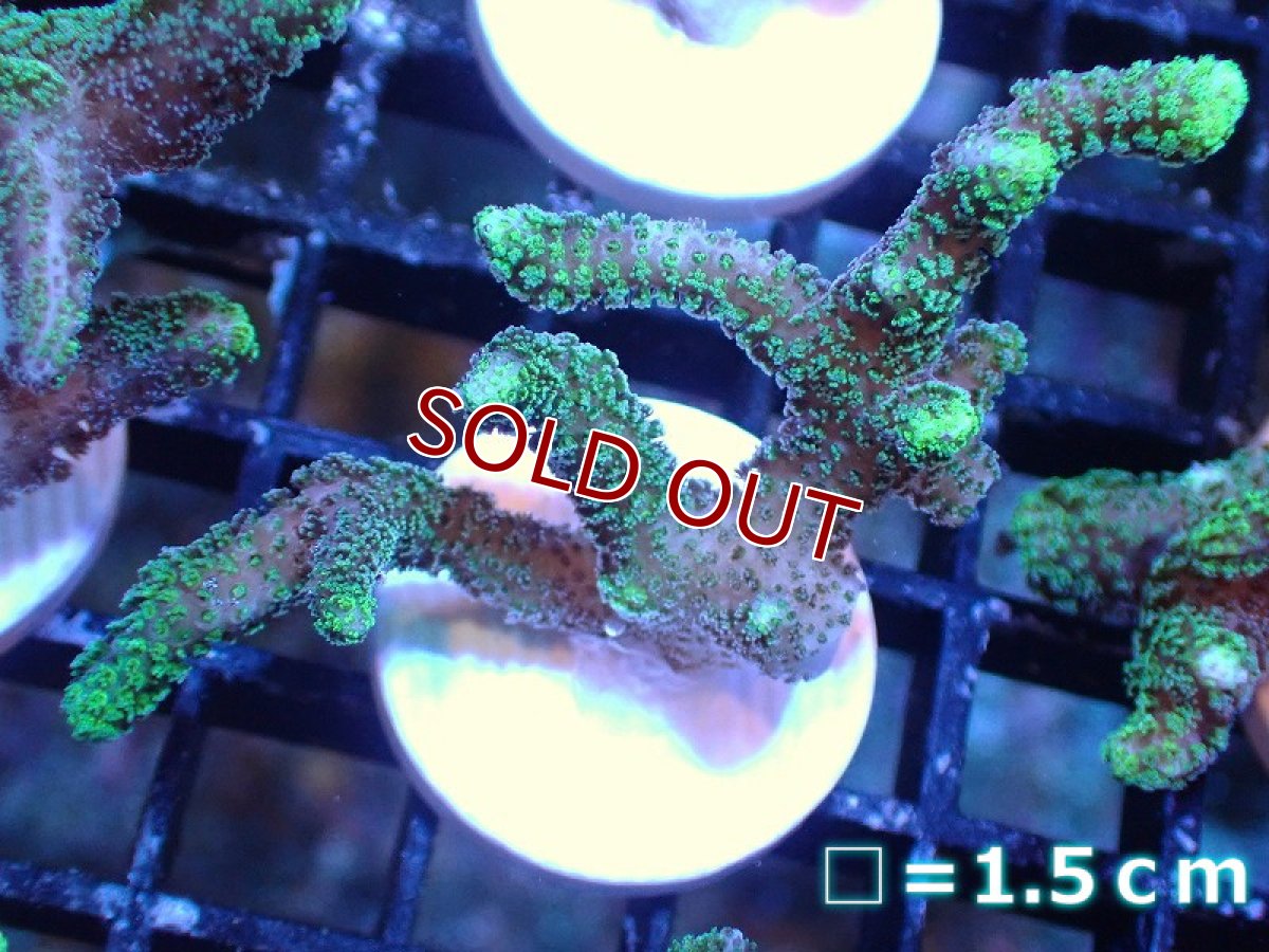 画像1: 【サンゴ】【通販】フラグ フトトゲサンゴ（Green）（個体販売）No.5（生体）（サンゴ） (1)