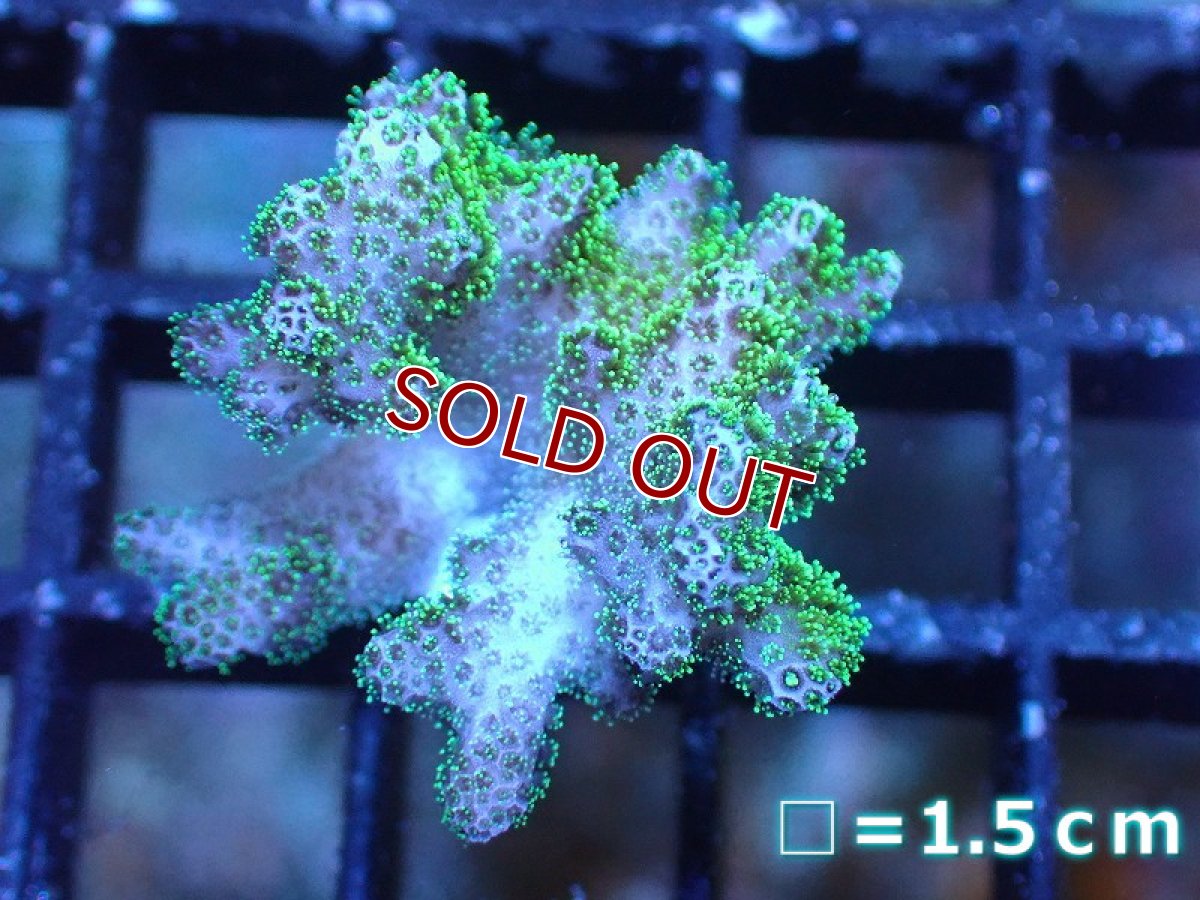 画像1: 【サンゴ】【通販】フラグ ハナヤサイサンゴ（Green Polyp）（個体販売）No.1（生体）（サンゴ） (1)