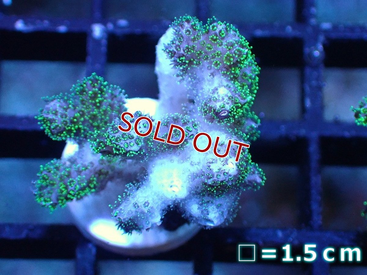 画像1: 【サンゴ】【通販】フラグ ハナヤサイサンゴ（Green Polyp）（個体販売）No.2（生体）（サンゴ） (1)