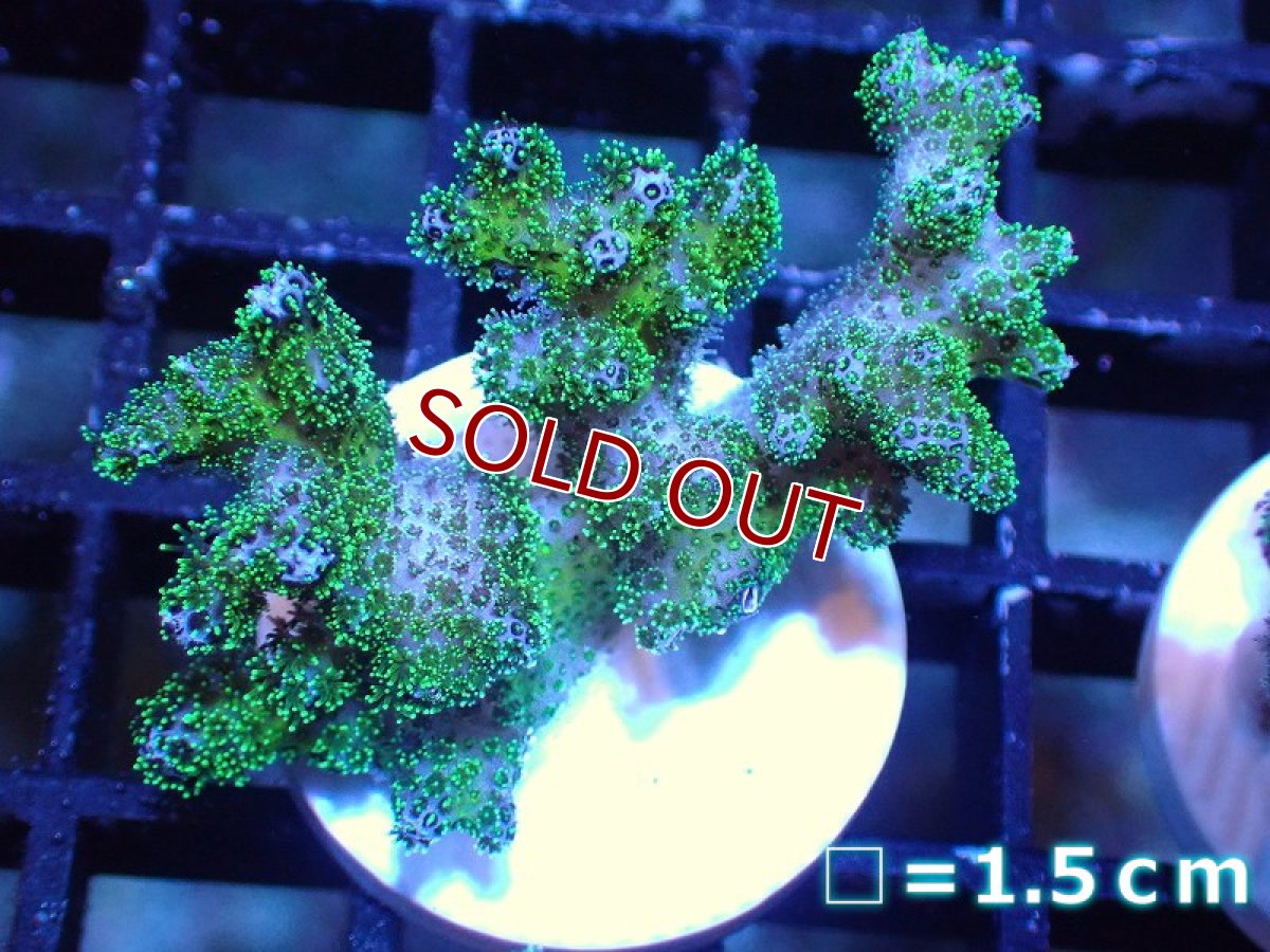 画像1: 【サンゴ】【通販】フラグ ハナヤサイサンゴ（Green Polyp）（個体販売）No.4（生体）（サンゴ） (1)