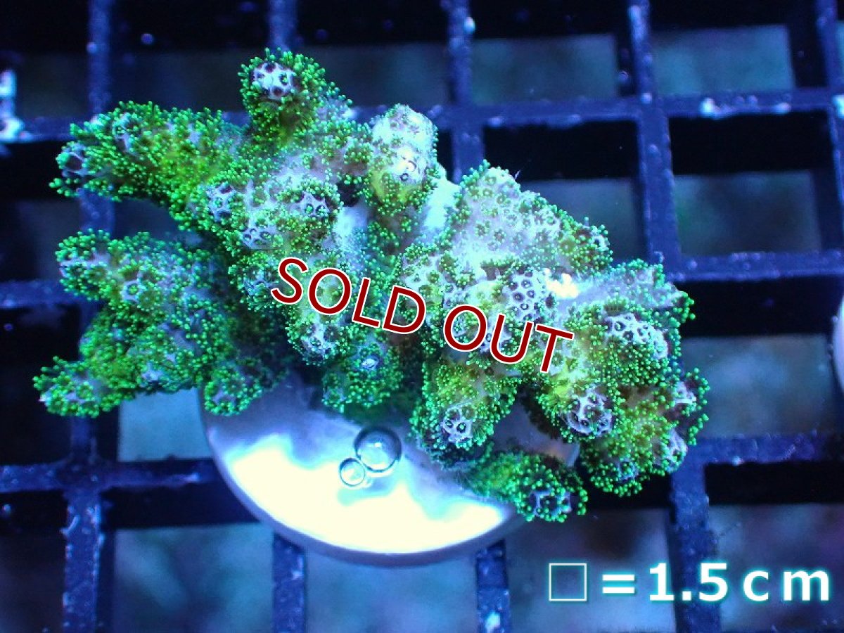 画像1: 【サンゴ】【通販】フラグ ハナヤサイサンゴ（Green Polyp）（個体販売）No.5（生体）（サンゴ） (1)