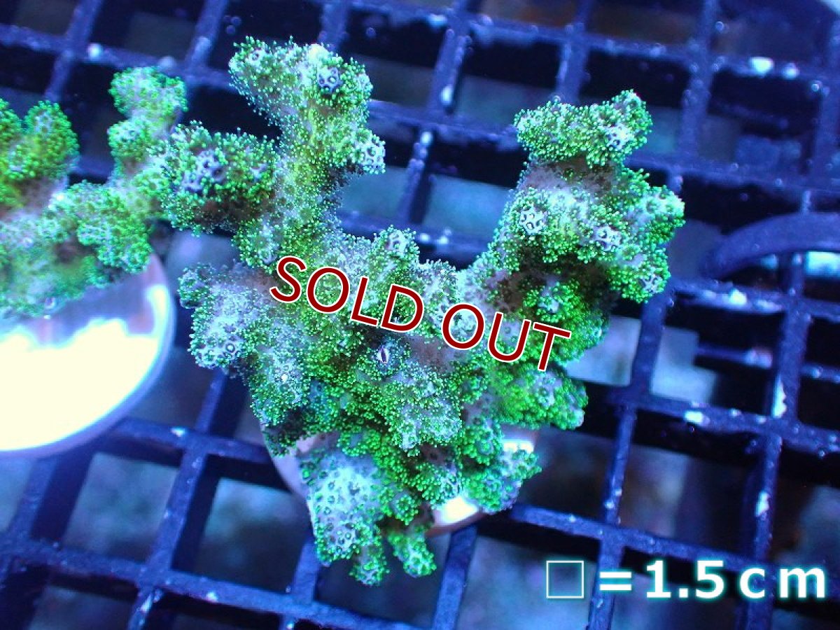 画像1: 【サンゴ】【通販】フラグ ハナヤサイサンゴ（Green Polyp）（個体販売）No.8（生体）（サンゴ） (1)