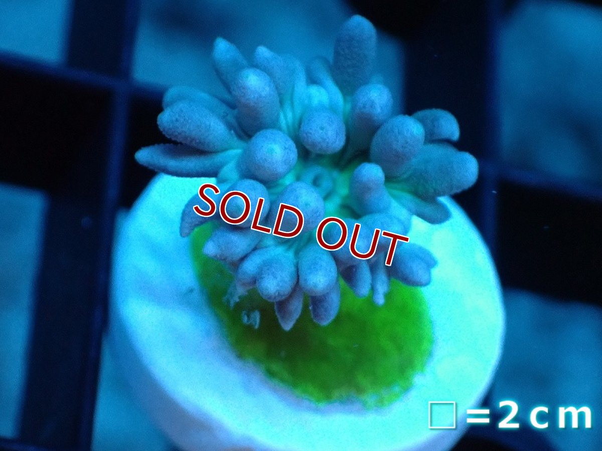 画像1: 【サンゴ】【通販】【オーストラリア産】フラグ ウィスカーズコーラル（グリーン）（個体販売）No.1（生体）（サンゴ） (1)