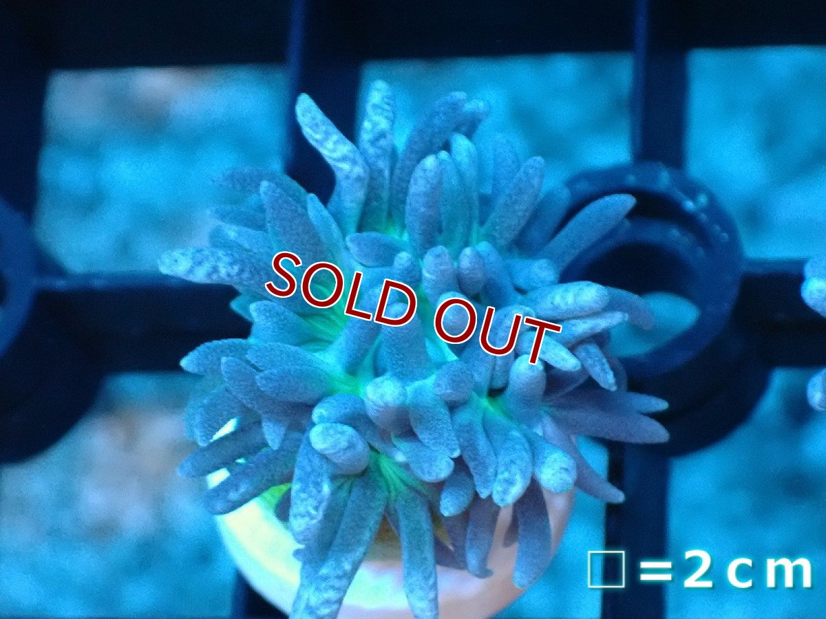 画像1: 【サンゴまとめ買い割引き10％〜20%OFF対象商品】【サンゴ】【通販】【オーストラリア産】フラグ ウィスカーズコーラル（グリーン）（個体販売）No.6（生体）（サンゴ） (1)