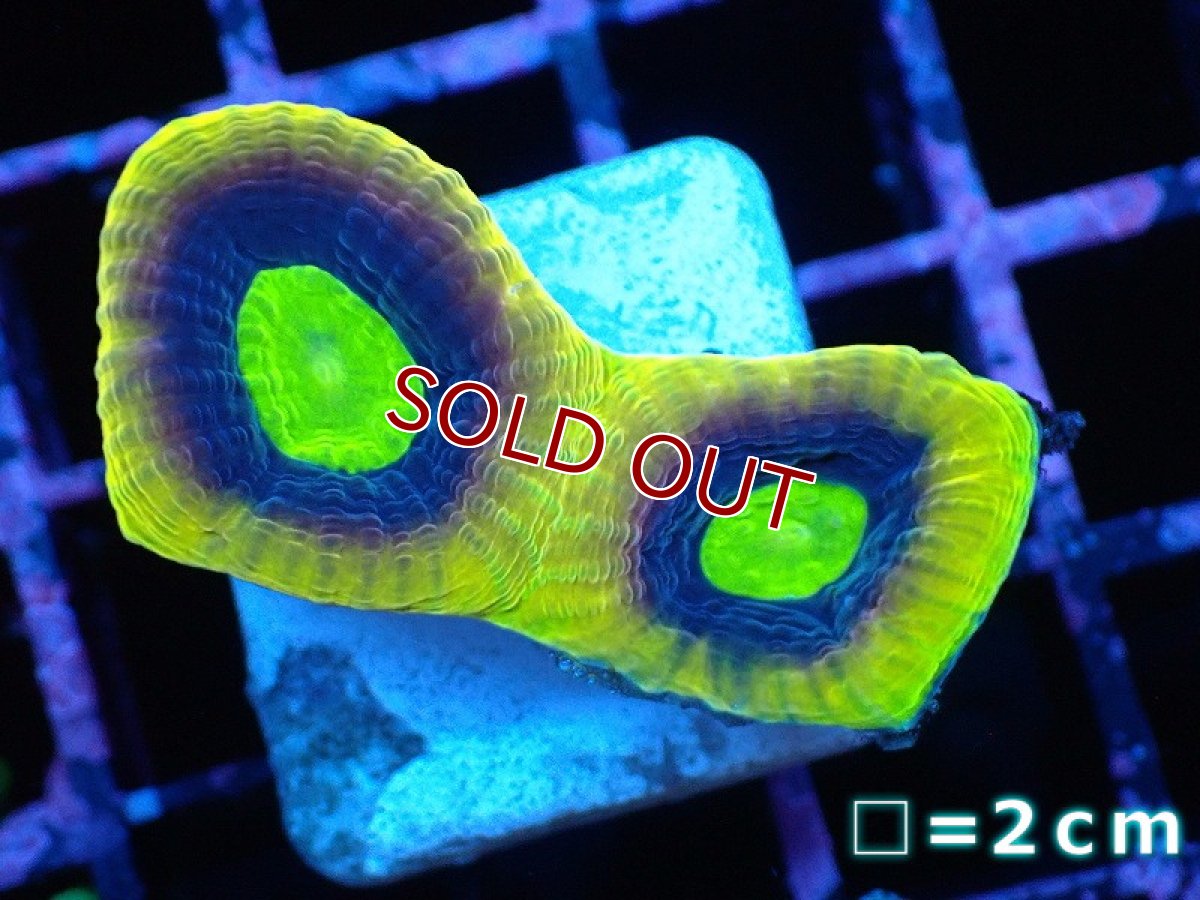 画像1: 【サンゴ】【通販】【オーストラリア産】フラグ キクメイシsp.（Dragon Soul）（個体販売）No.4（生体）（サンゴ） (1)