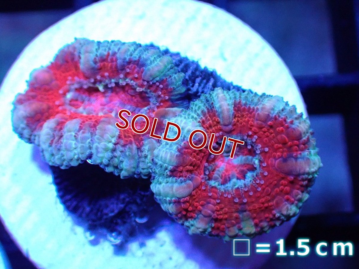 画像1: 【サンゴ】【通販】フラグ カクオオトゲキクメイシ 【オーストラリア産】（個体販売）No.2（生体）（サンゴ） (1)