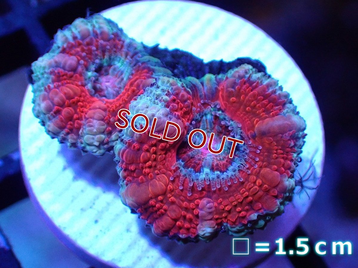 画像1: 【サンゴ】【通販】フラグ カクオオトゲキクメイシ 【オーストラリア産】（個体販売）No.3（生体）（サンゴ） (1)