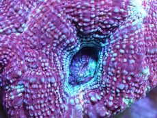 画像1: 【サンゴ】【通販】フラグ オオトゲキクメイシ 【オーストラリア産/Bowerbanki】（個体販売）No.1（生体）（サンゴ） (1)