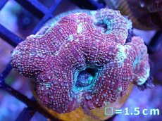 画像2: 【サンゴ】【通販】フラグ オオトゲキクメイシ 【オーストラリア産/Bowerbanki】（個体販売）No.1（生体）（サンゴ） (2)