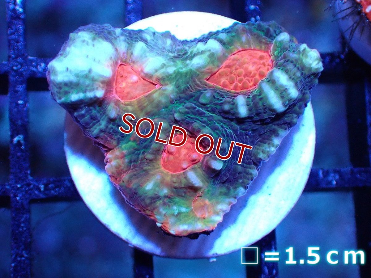 画像1: 【サンゴ】【通販】フラグ キッカサンゴsp. 【オーストラリア産/Afterburner】（個体販売）No.2（生体）（サンゴ） (1)