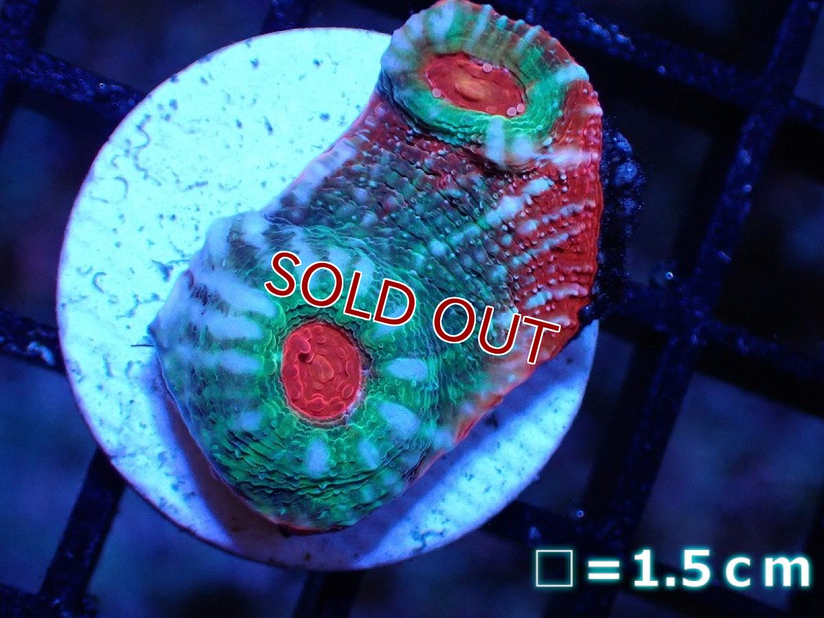 画像1: 【サンゴまとめ買い割引き10％〜20%OFF対象商品】【サンゴ】【通販】フラグ キッカサンゴsp. 【オーストラリア産/Afterburner】（個体販売）No.3（生体）（サンゴ） (1)