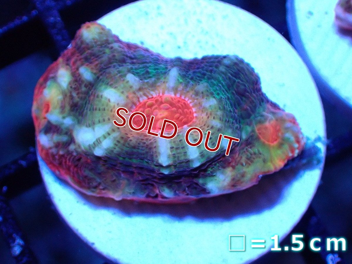 画像1: 【サンゴまとめ買い割引き10％〜20%OFF対象商品】【サンゴ】【通販】フラグ キッカサンゴsp. 【オーストラリア産/Afterburner】（個体販売）No.4（生体）（サンゴ） (1)