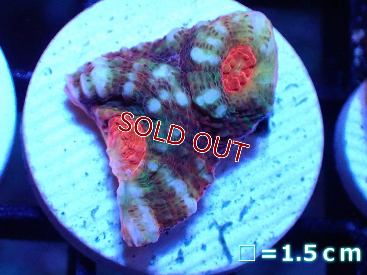 画像1: 【サンゴまとめ買い割引き10％〜20%OFF対象商品】【サンゴ】【通販】フラグ キッカサンゴsp. 【オーストラリア産/Afterburner】（個体販売）No.5（生体）（サンゴ） (1)