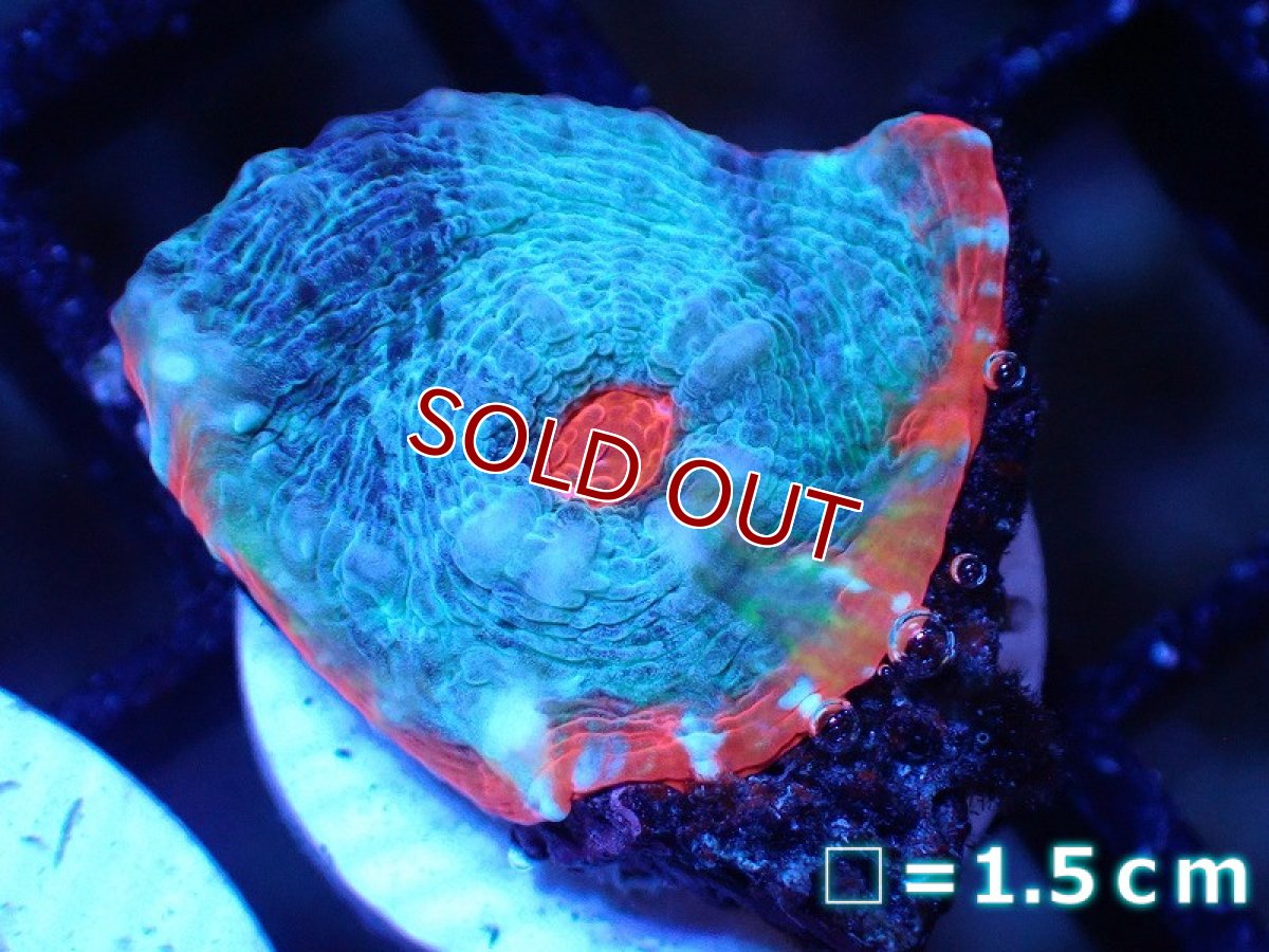 画像1: 【サンゴまとめ買い割引き10％〜20%OFF対象商品】【サンゴ】【通販】フラグ キッカサンゴsp. 【オーストラリア産/Afterburner】（個体販売）No.6（生体）（サンゴ） (1)