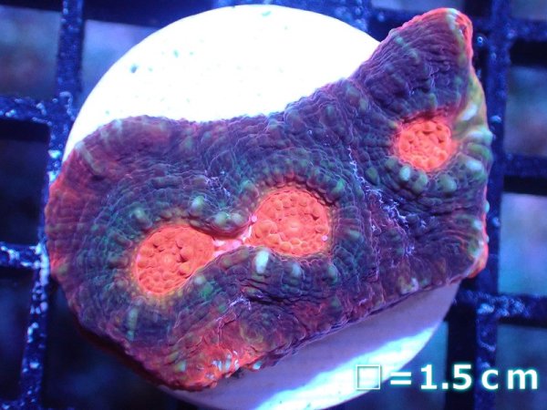 値下げ！オーストラリア産　オオバナサンゴ 値下げ！オーストラリア産 オオバナサンゴ 値下げ