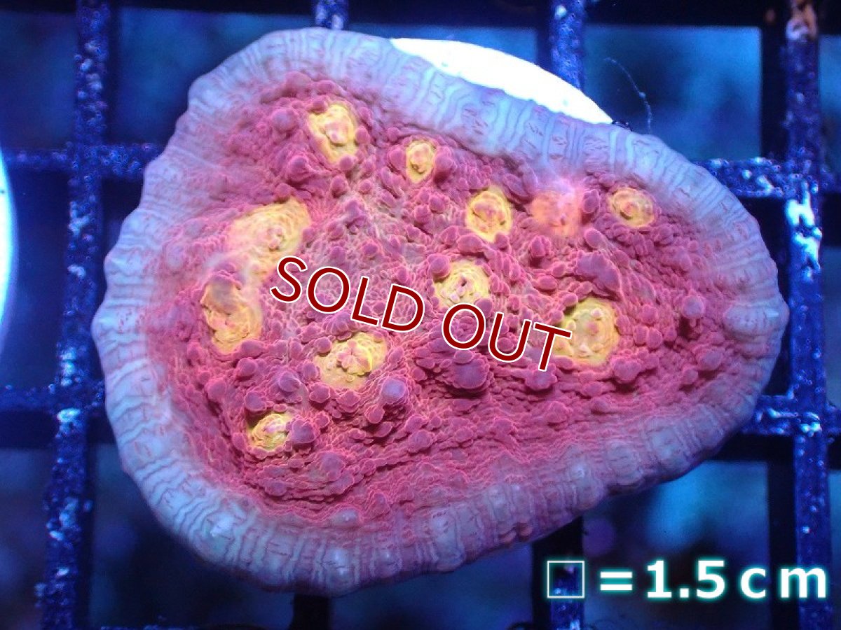 画像1: 【サンゴ】【通販】フラグ キッカサンゴsp. 【オーストラリア産/Salamander】（個体販売）No.11（生体）（サンゴ） (1)