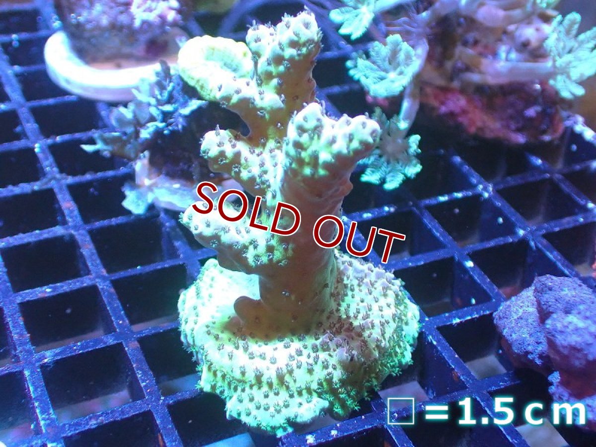 画像1: 【サンゴ】【通販】フラグ ミドリイシsp. （美カラー）（個体販売）No.1（生体）（サンゴ） (1)