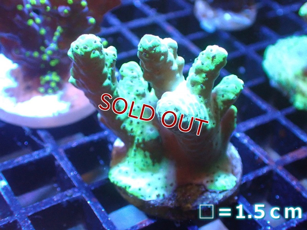 画像1: 【サンゴ】【通販】フラグ ミドリイシsp. （美カラー）（個体販売）No.2（生体）（サンゴ） (1)