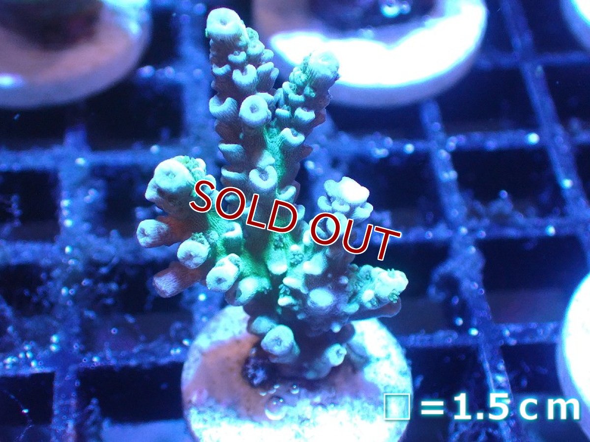 画像1: 【サンゴ】【通販】フラグ ミドリイシsp. （美カラー）（個体販売）No.4（生体）（サンゴ） (1)