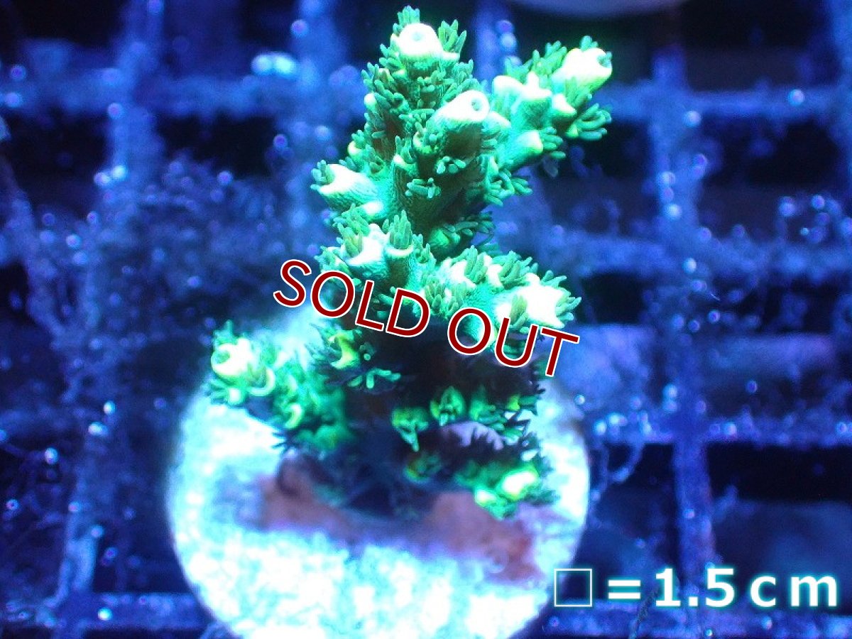 画像1: 【サンゴ】【通販】フラグ ミドリイシsp. （美カラー）（個体販売）No.5（生体）（サンゴ） (1)