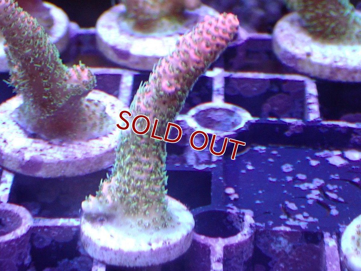 画像1: 【サンゴ】【通販】フラグ ミドリイシsp.（美カラー）（個体販売）No.3（生体）（サンゴ） (1)