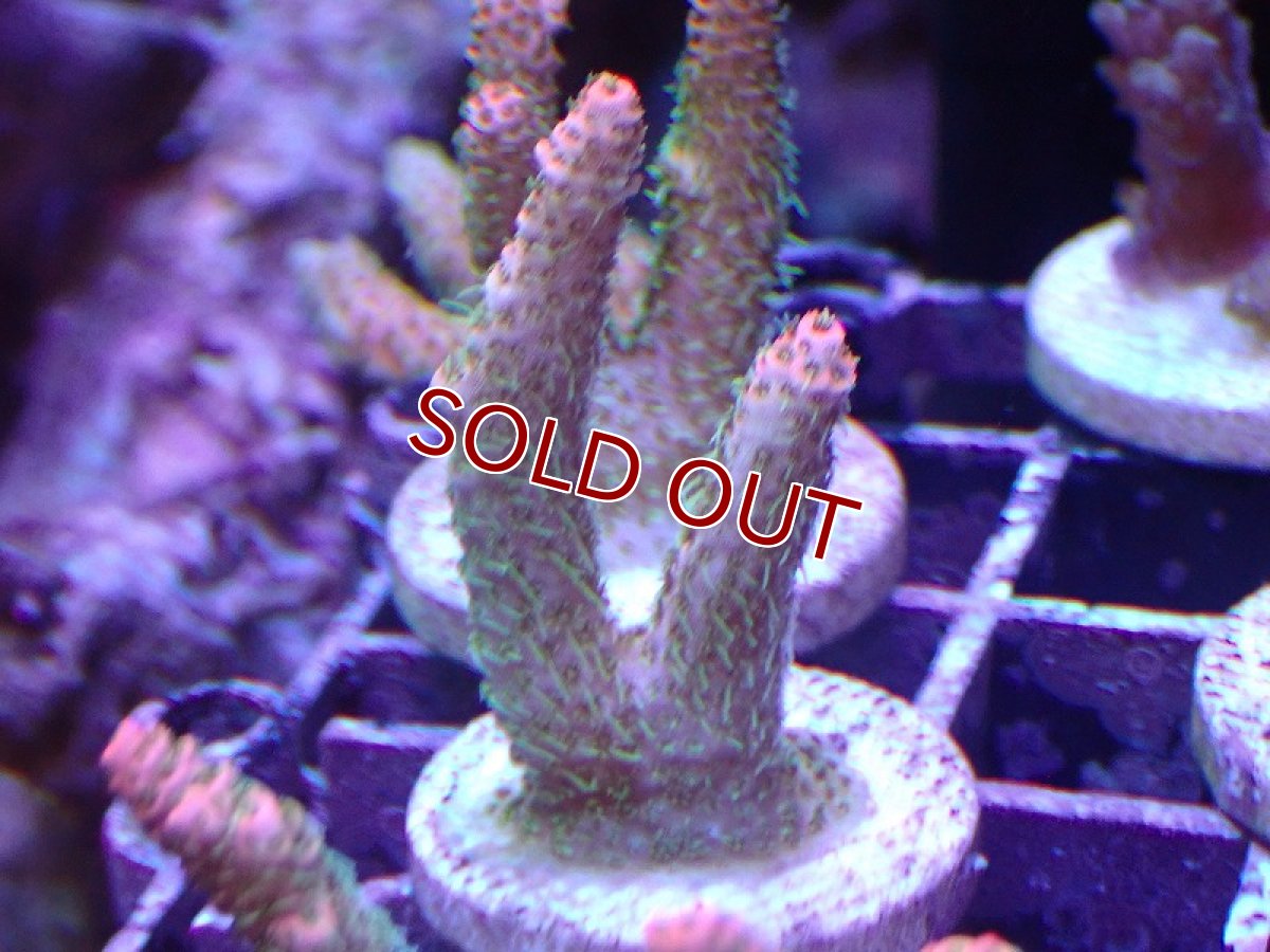 画像1: 【サンゴ】【通販】フラグ ミドリイシsp.（美カラー）（個体販売）No.4（生体）（サンゴ） (1)