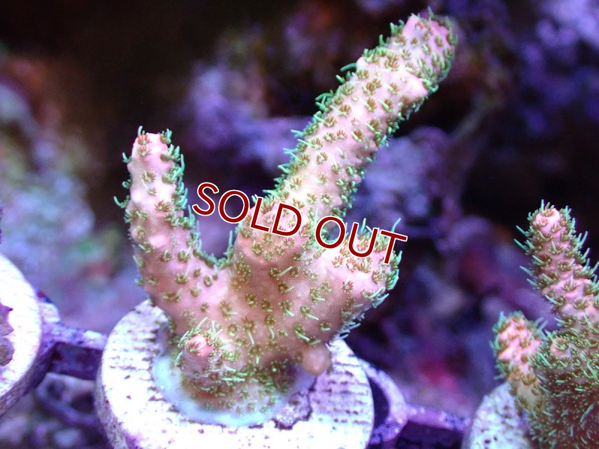 画像1: 【サンゴ】【通販】フラグ ミドリイシsp.（美カラー）（個体販売）No.7（生体）（サンゴ） (1)