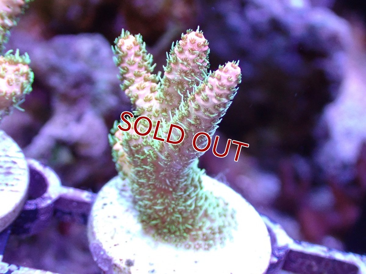 画像1: 【サンゴ】【通販】フラグ ミドリイシsp.（美カラー）（個体販売）No.8（生体）（サンゴ） (1)