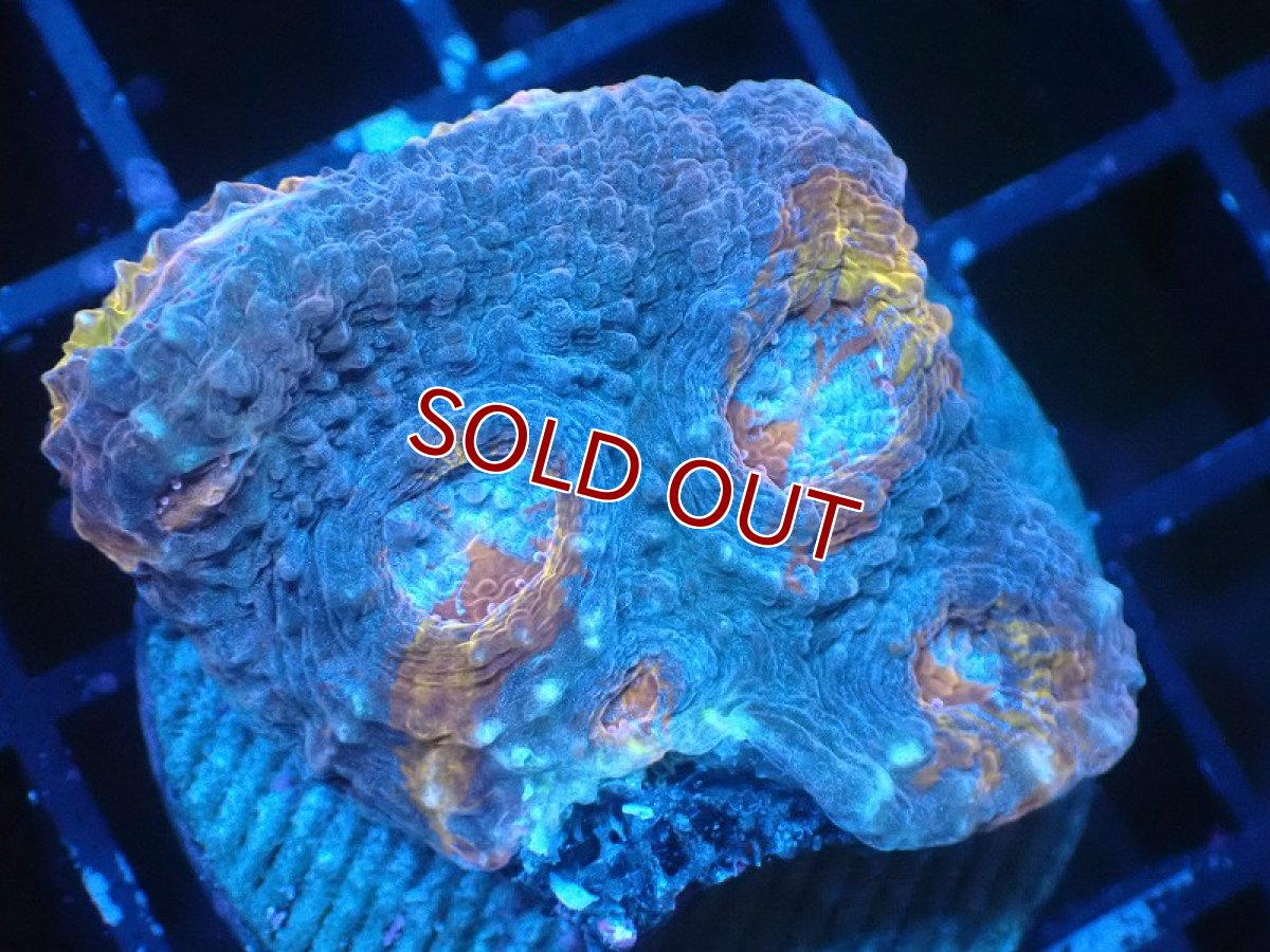 画像1: 【サンゴ】【通販】フラグ キッカサンゴsp.【オーストラリア産/Ultra Grade】（個体販売）No.18（生体）（サンゴ） (1)