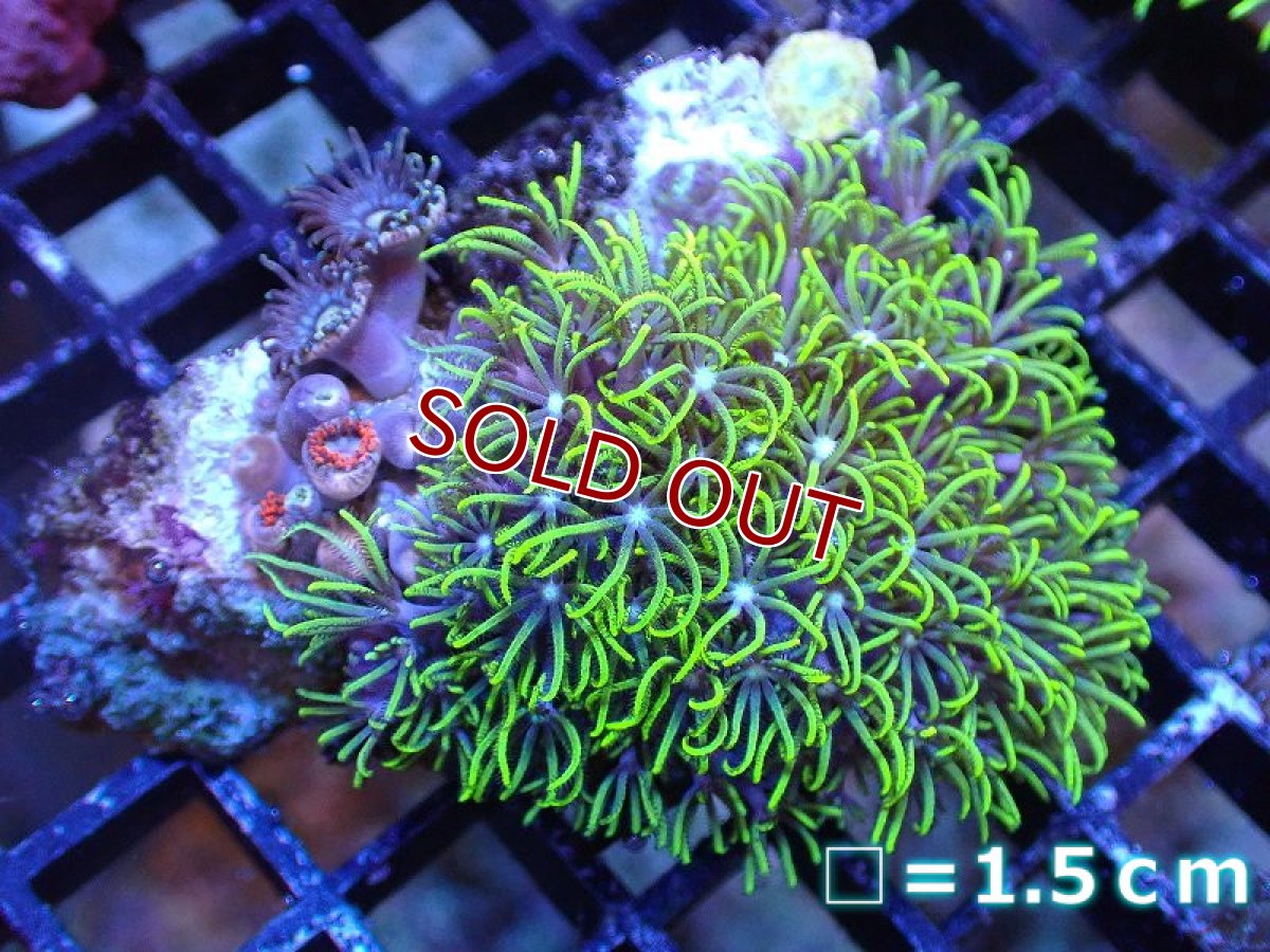 画像1: 【サンゴ】【通販】コーラルMIX（Sサイズ）（個体販売）No.3（生体）（サンゴ） (1)