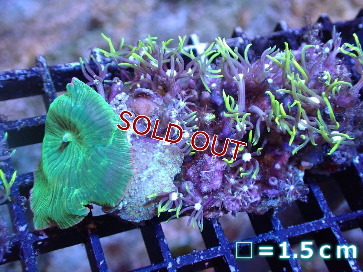 画像1: 【サンゴ】【通販】コーラルMIX（Sサイズ）（個体販売）No.6（生体）（サンゴ） (1)