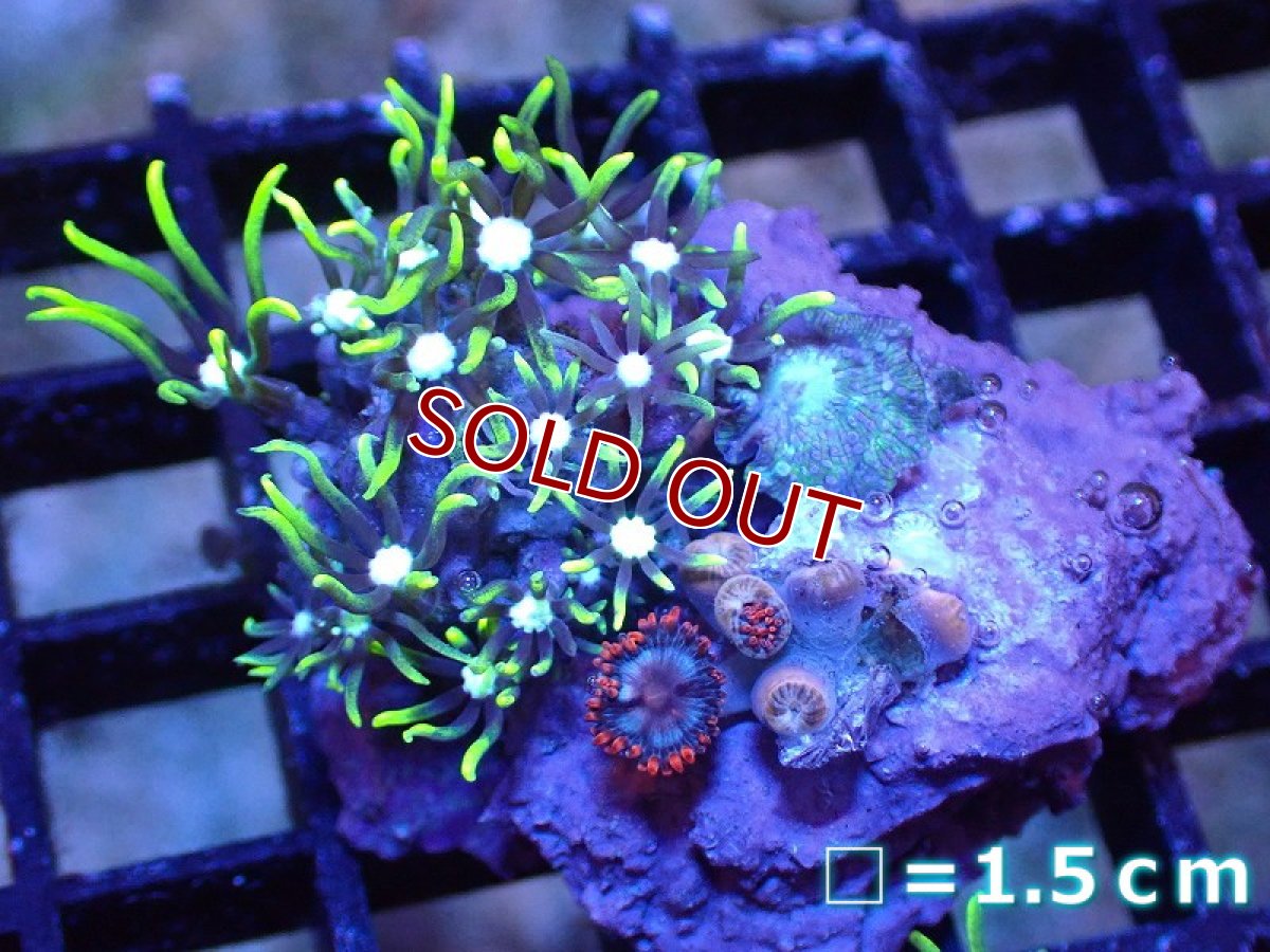画像1: 【サンゴ】【通販】コーラルMIX（Sサイズ）（個体販売）No.7（生体）（サンゴ） (1)