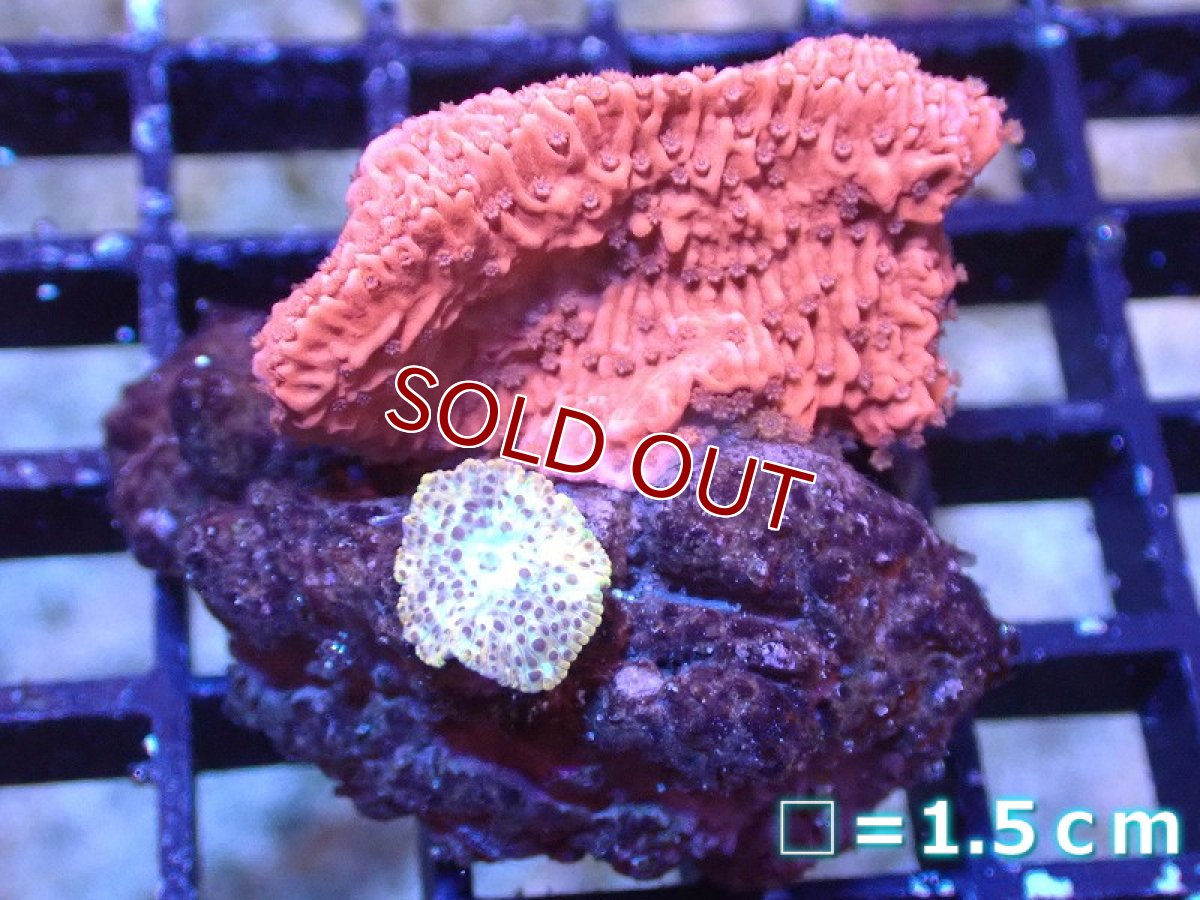 画像1: 【サンゴ】【通販】コーラルMIX（Sサイズ）（個体販売）No.10（生体）（サンゴ） (1)