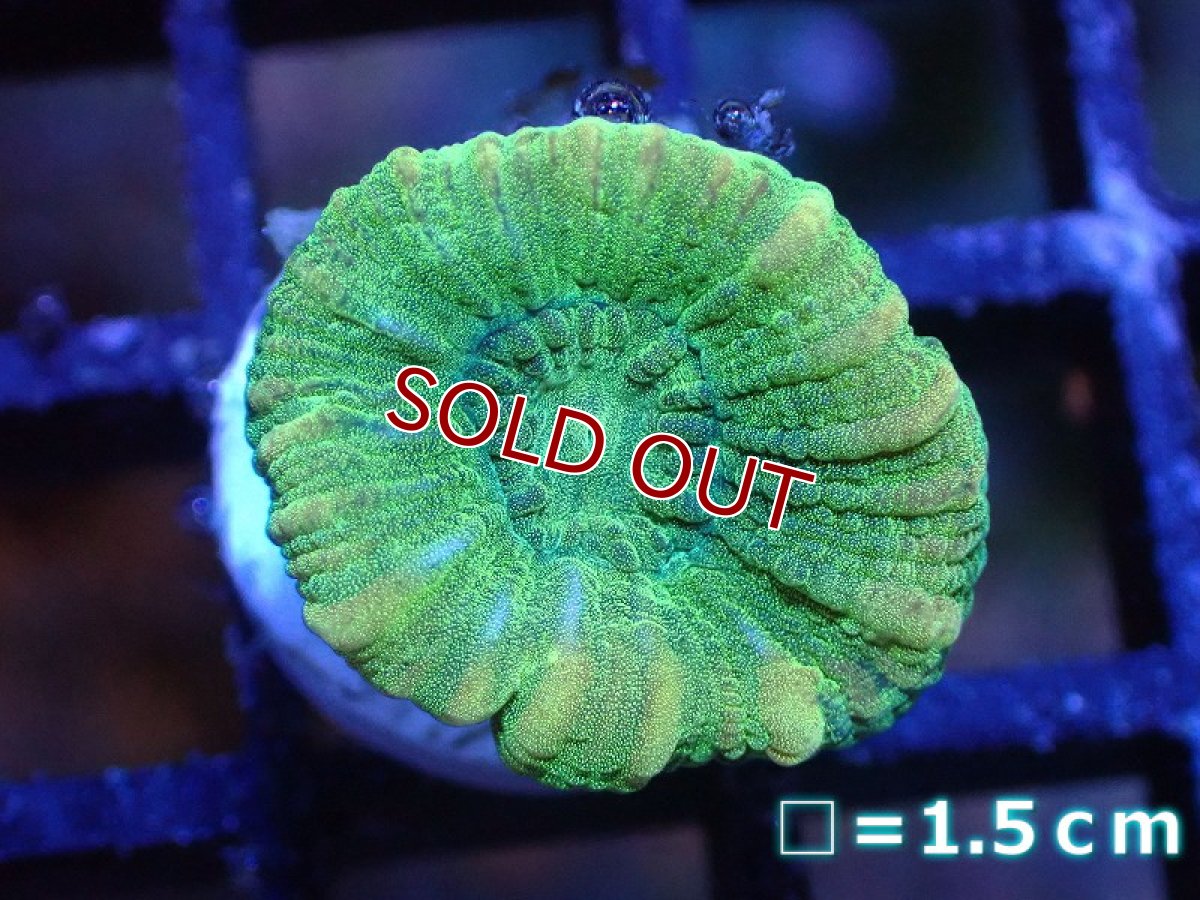 画像1: 【サンゴ】【通販】フラグタバネサンゴ（Metallic Green)（個体販売）No.1（生体）（サンゴ） (1)
