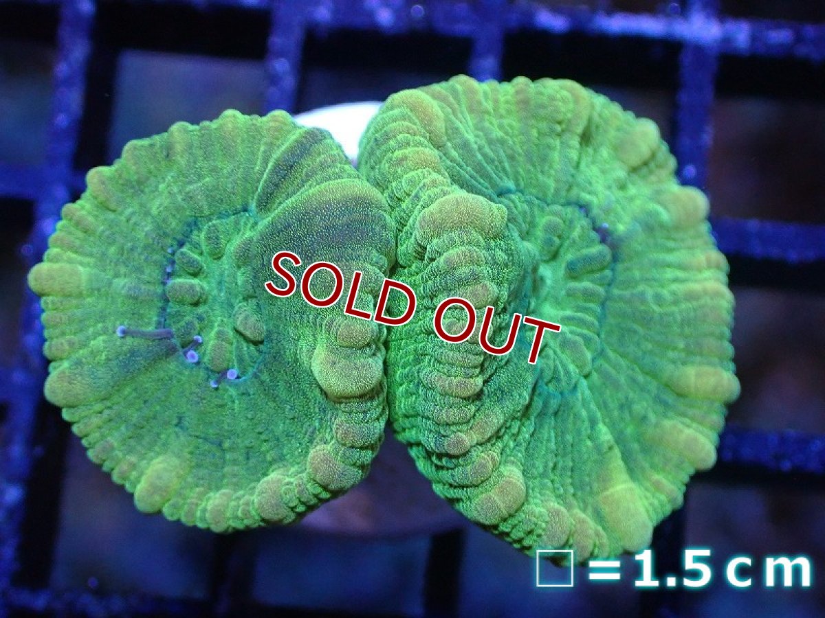 画像1: 【サンゴ】【通販】フラグタバネサンゴ（Metallic Green)（個体販売）No.4（生体）（サンゴ） (1)