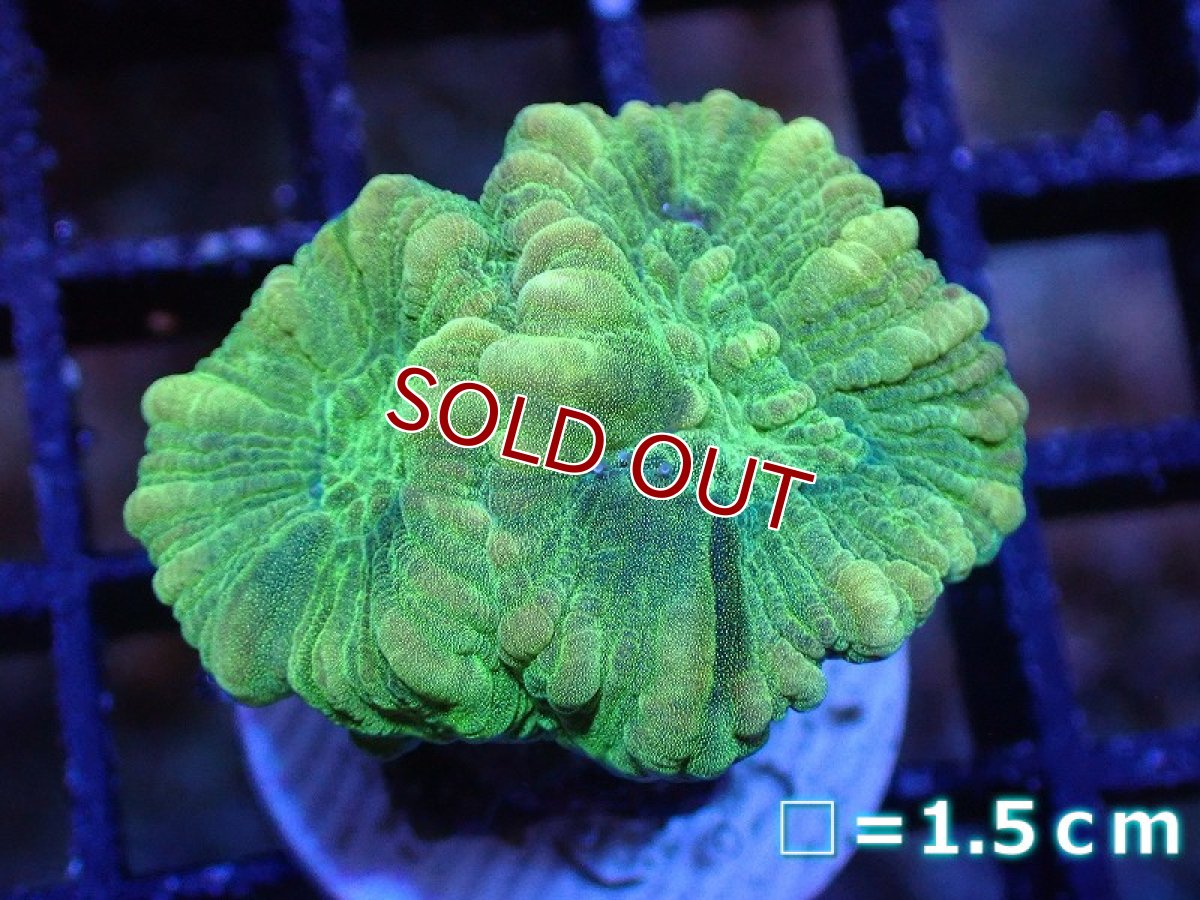 画像1: 【サンゴ】【通販】フラグタバネサンゴ（Metallic Green)（個体販売）No.5（生体）（サンゴ） (1)