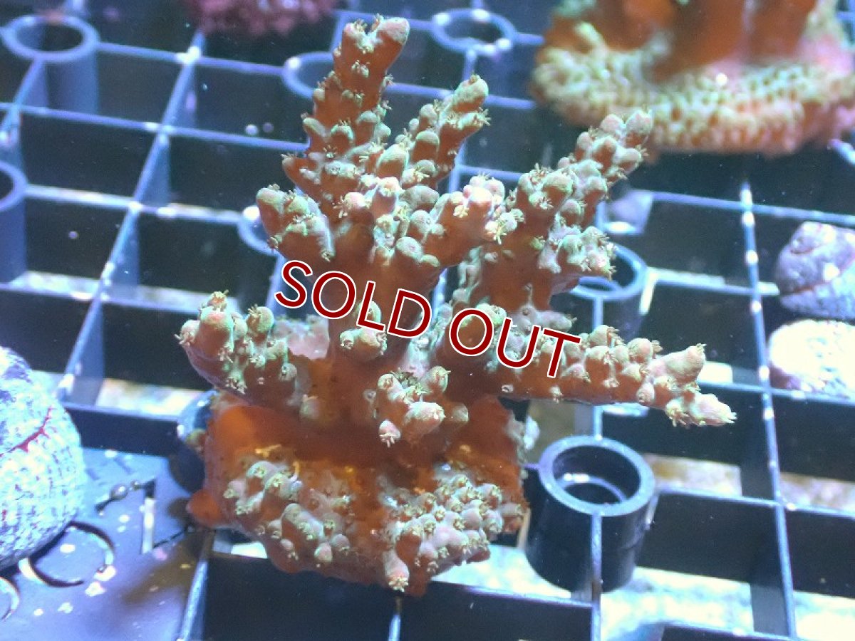 画像1: 【サンゴ】【通販】フラグミドリイシsp. （Green)（個体販売）No.2（生体）（サンゴ） (1)