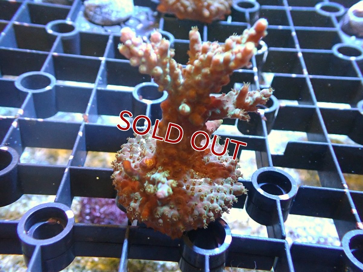 画像1: 【サンゴ】【通販】フラグミドリイシsp. （Green)（個体販売）No.3（生体）（サンゴ） (1)