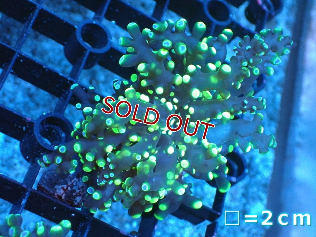 画像1: 【サンゴ】【通販】フラグコエダナガレハナサンゴ（Metallic Green)（個体販売）No.2（生体）（サンゴ） (1)