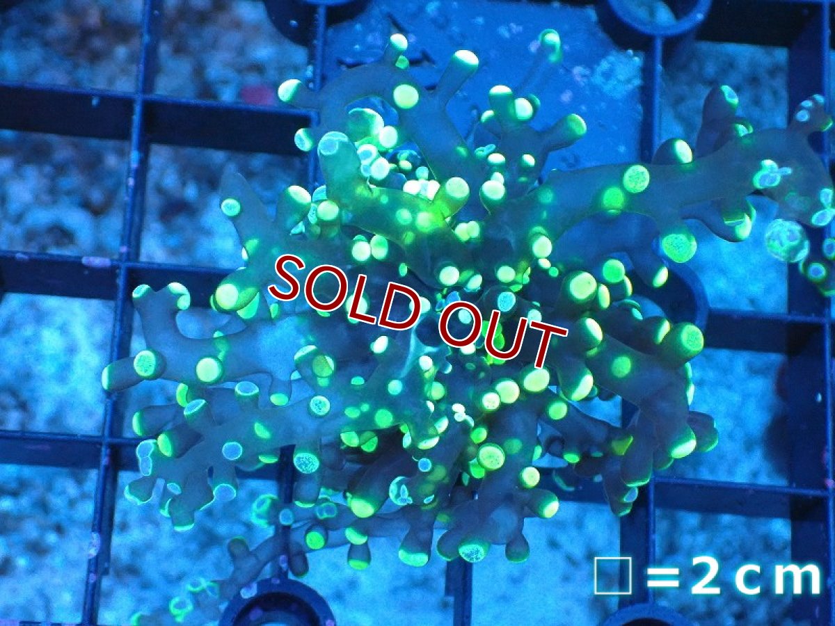 画像1: 【サンゴ】【通販】フラグコエダナガレハナサンゴ（Metallic Green)（個体販売）No.3（生体）（サンゴ） (1)