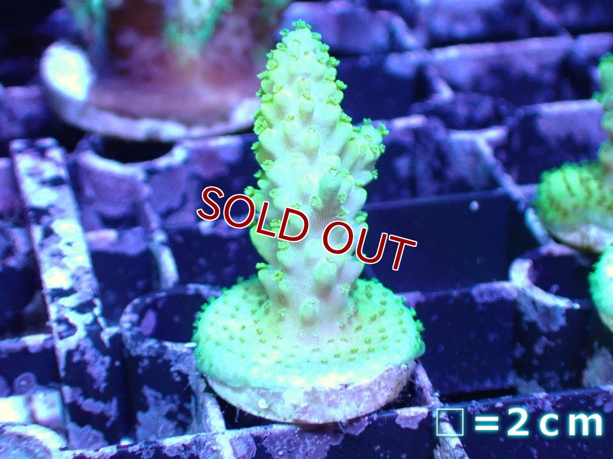 画像1: 【サンゴ】【通販】フラグミドリイシsp. （Green)（個体販売）No.1（生体）（サンゴ） (1)