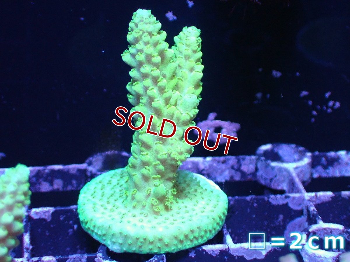画像1: 【サンゴまとめ買い割引き10％〜20%OFF対象商品】【サンゴ】【通販】フラグミドリイシsp. （Green)（個体販売）No.4（生体）（サンゴ） (1)