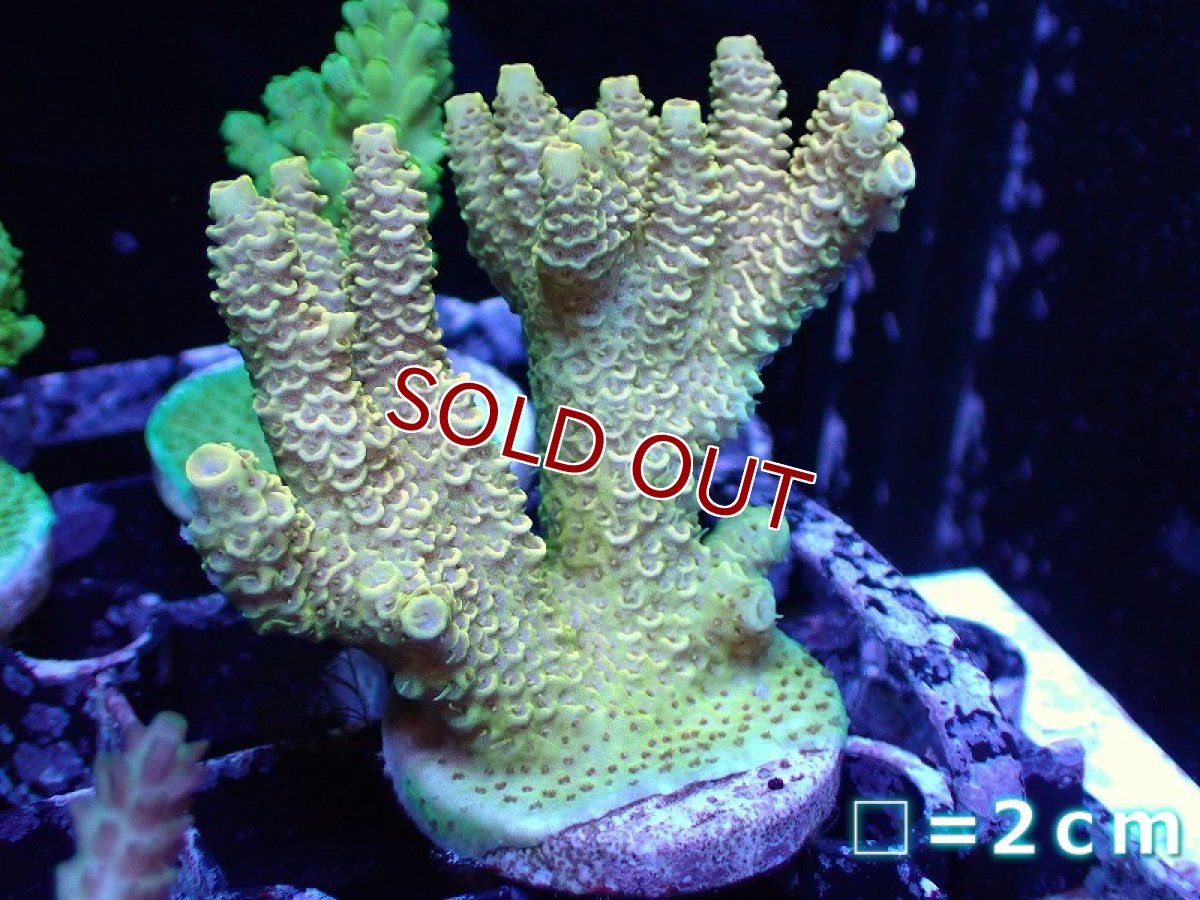 画像1: 【サンゴ】【通販】フラグミドリイシsp. （Gold)（個体販売）No.9（生体）（サンゴ） (1)